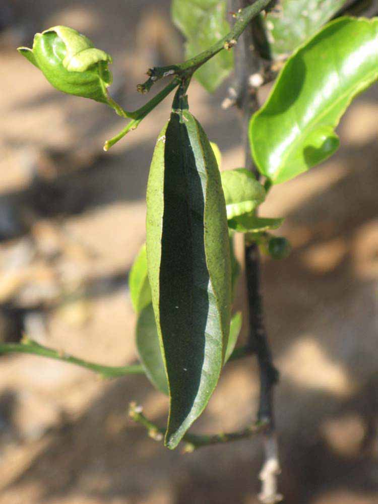              Unifoliolate leaf (Riverside, CA)       